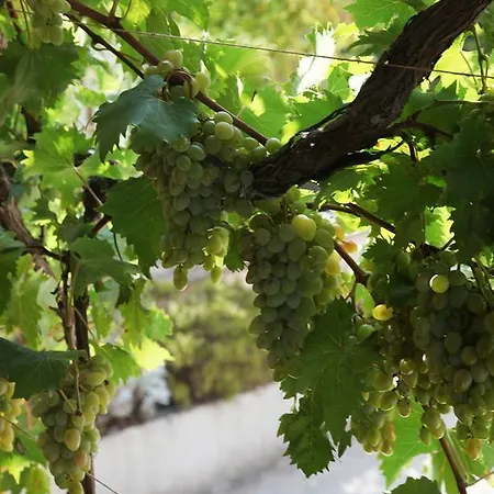 Anka I Kresimir * スリマ