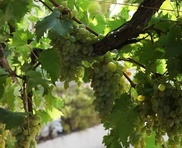 Anka I Kresimir * 斯里马